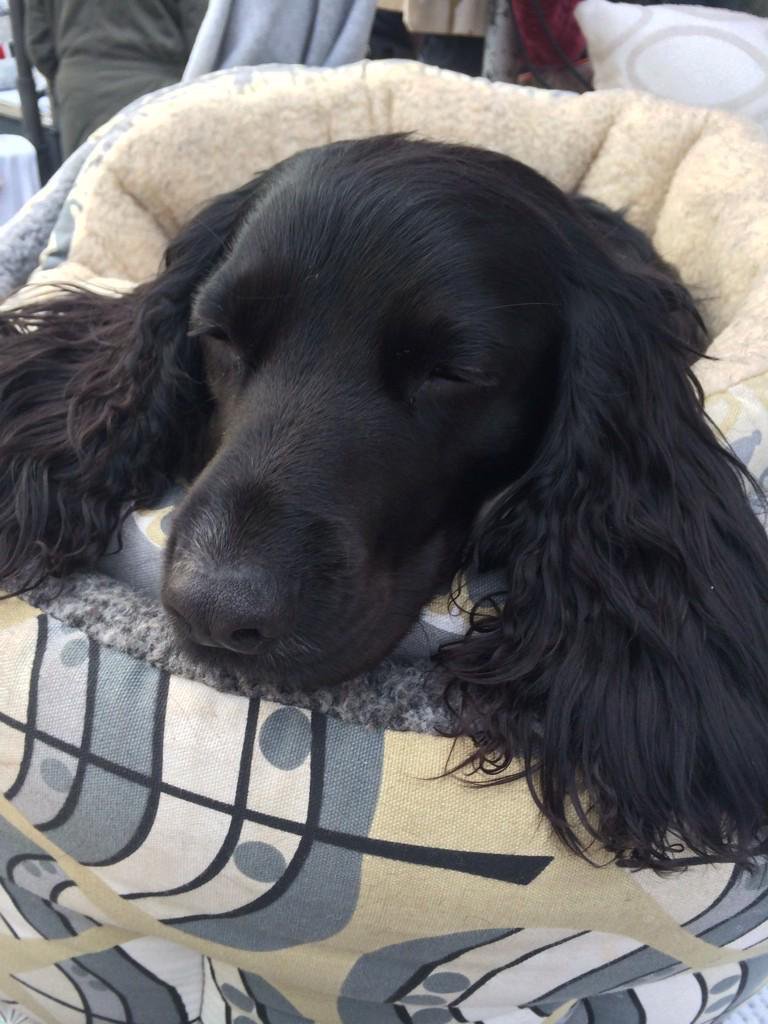 PoppyandRufus's tweet photo. Remembering the gorgeous Poppy on this very sad day. Lots of happy memories to treasure xx https://t.co/blDr19PZdZ