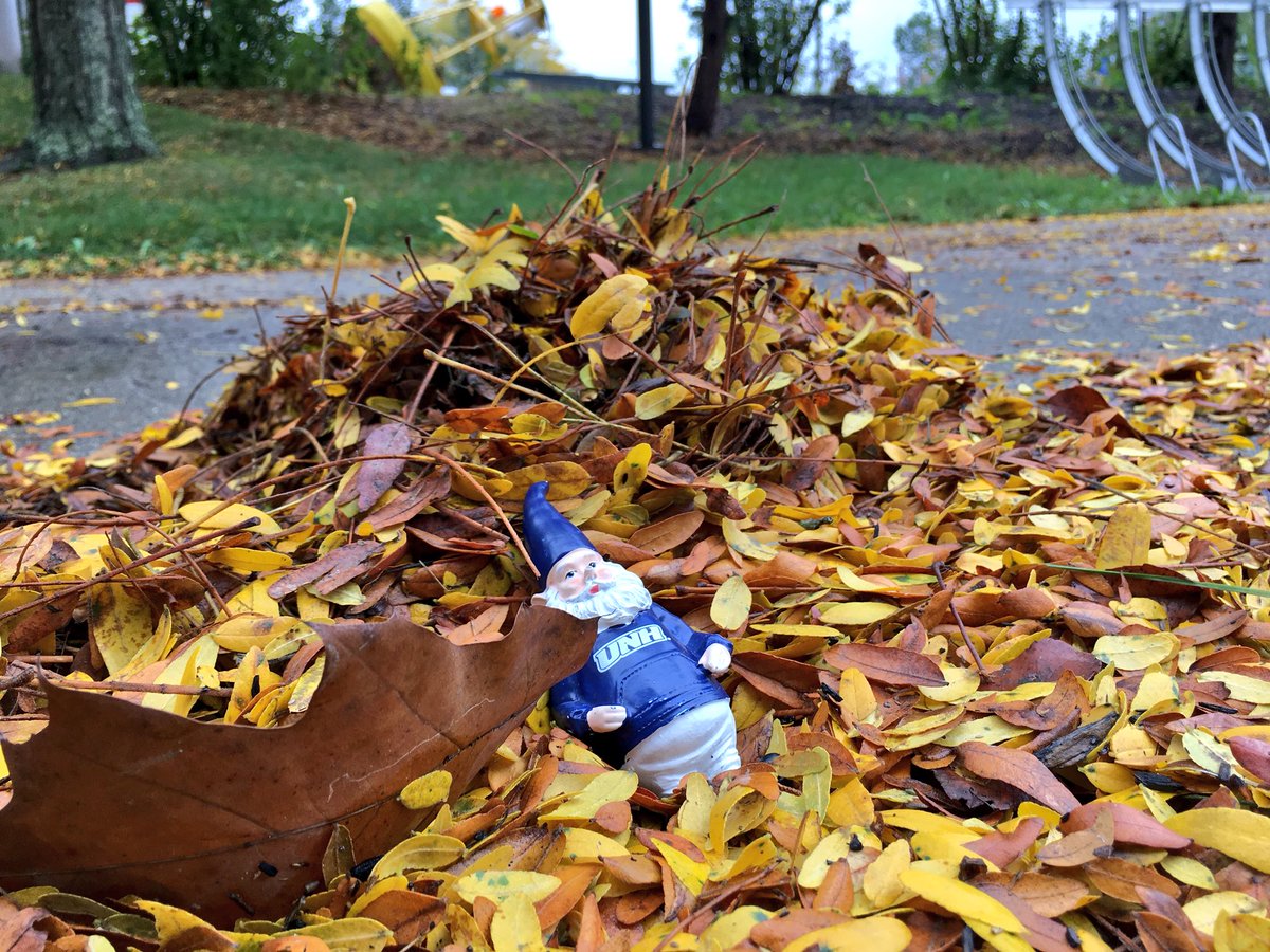 LordSnively's tweet photo. Spotted a leaf pile that is #UNHGnome-sized! @UofNH https://t.co/D5iA0xJgXK