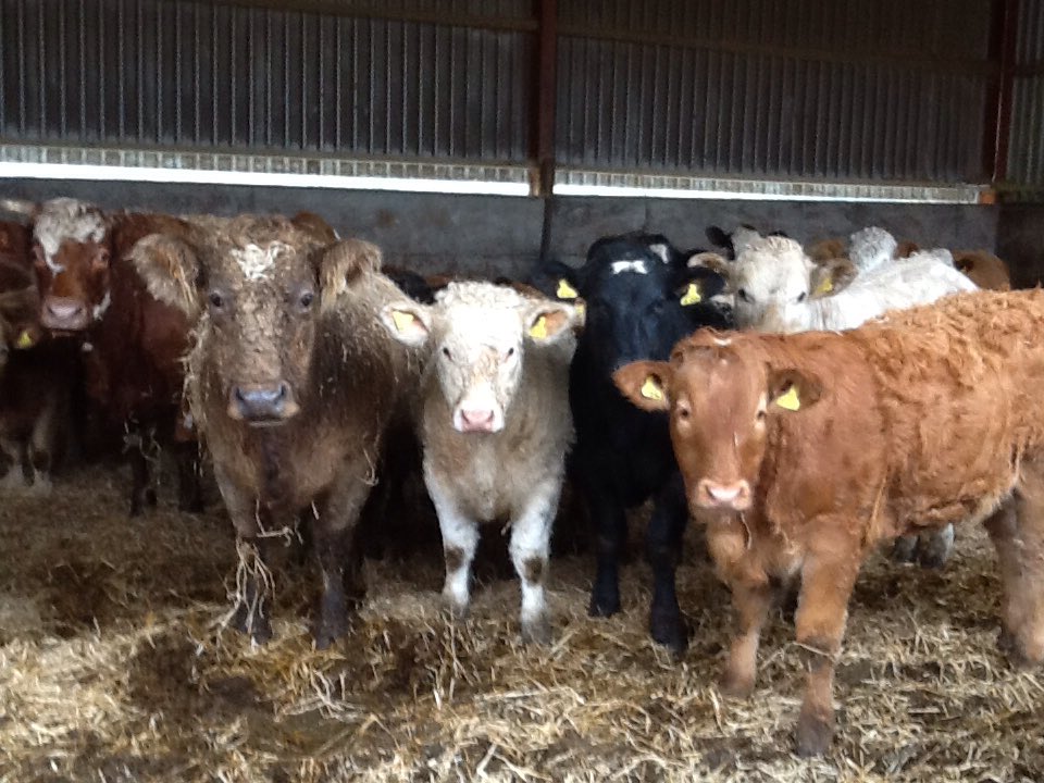 missWatsonR's tweet photo. Soil to plate journey in reverse @goodfoodchamps
#beef #dairy #softffuits #arables #butchery #auctions #food https://t.co/UoIkB80xpx