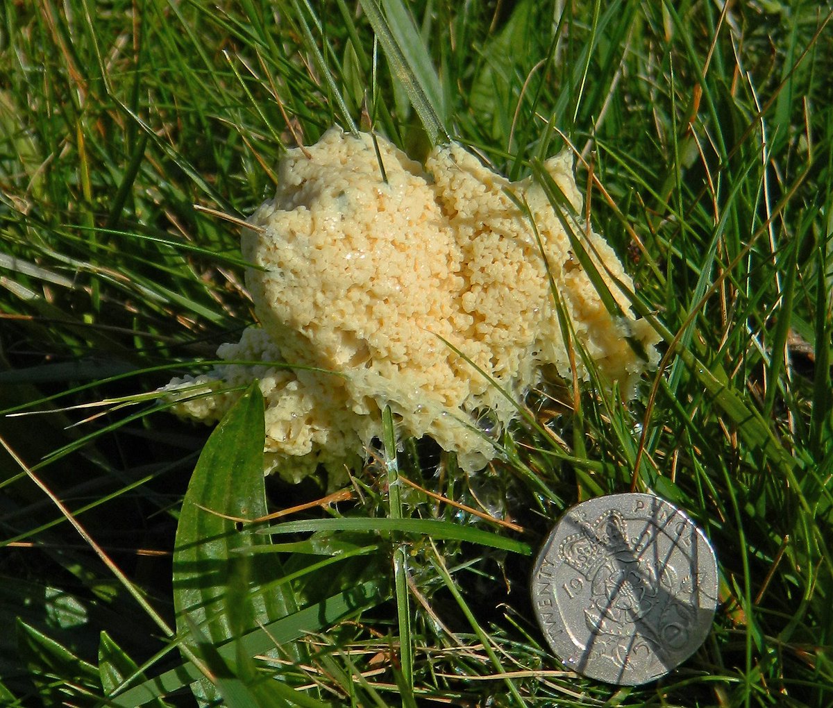 Reefpaths's tweet photo. “Life but not as we know it” – neither fungus or animal: The wonderfully named Dog Sick #SlimeMould (Mucilago crustacea) observed climbing grass stems on #TunstallHills See https://t.co/VPOtq0x9yO @THPG91 @Britnatureguide @RecordWildlife https://t.co/R8BfSmN6wZ