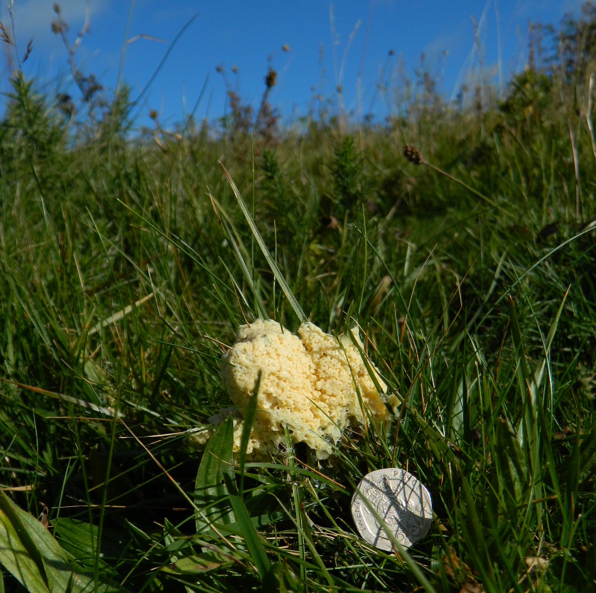 Reefpaths's tweet photo. “Life but not as we know it” – neither fungus or animal: The wonderfully named Dog Sick #SlimeMould (Mucilago crustacea) observed climbing grass stems on #TunstallHills See https://t.co/VPOtq0x9yO @THPG91 @Britnatureguide @RecordWildlife https://t.co/R8BfSmN6wZ