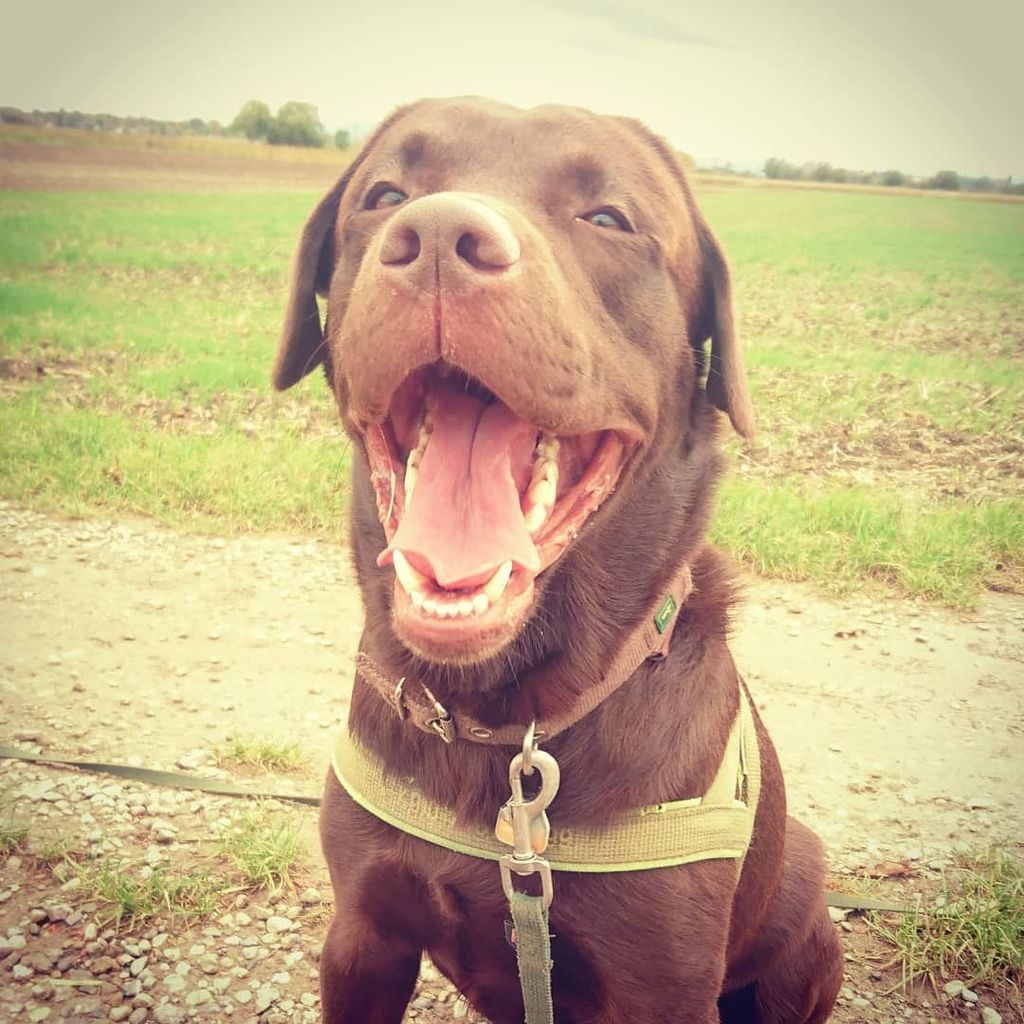 Berti_and_Ernie's tweet photo. We just added a #new Instagram. 🐶🤣 https://t.co/eHMhUdhvMg https://t.co/cGC4vX4Ozr