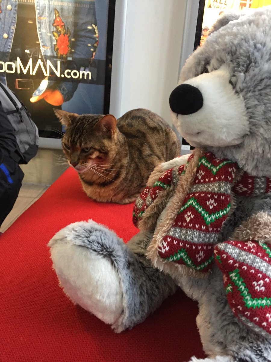 SignetMLCUK's tweet photo. With Snowy Snr heading down the M6, Snowy Jnr is heading down via train. Let us know if you spot either of them on their way! #SigMLC2017 https://t.co/D8zfqnhv1W