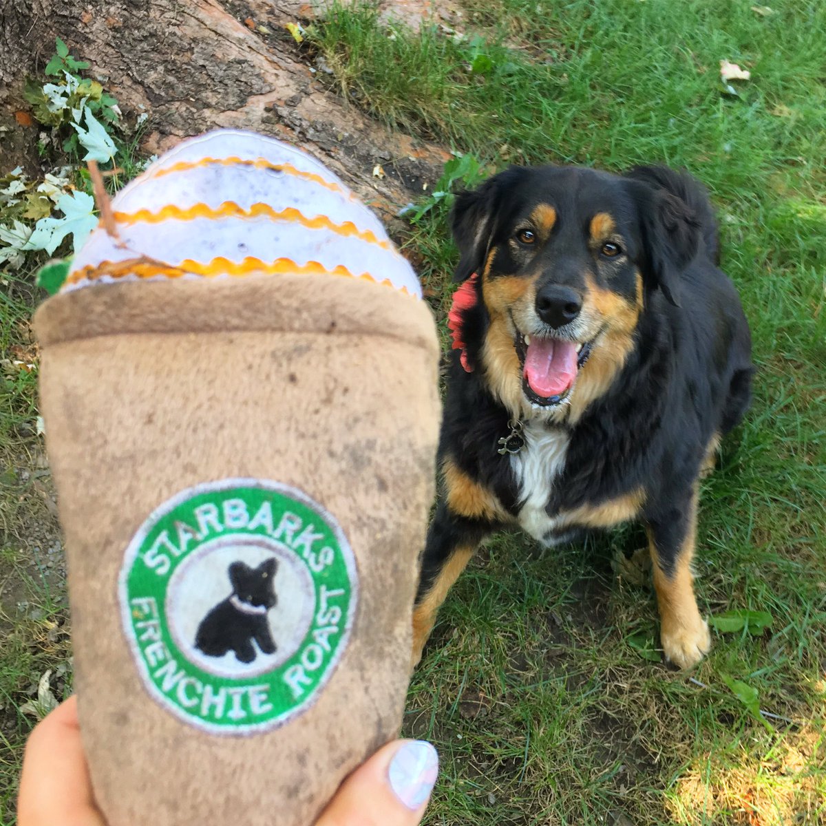 KaliSocialMutt's tweet photo. Anyone for a Thanksgiving #PSL? 🍁 #HappyThanksgiving #DogsofCanada 🐶 https://t.co/OqA16QAua9