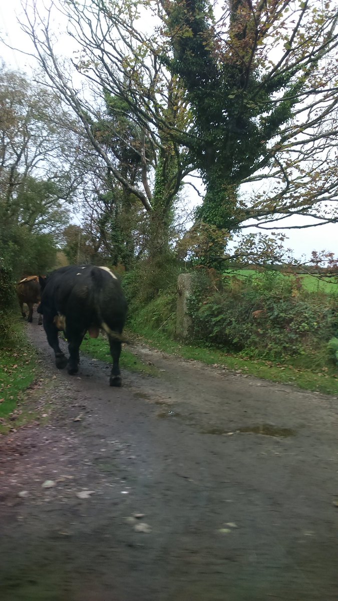 amandasegal's tweet photo. Driving home in #Cornwall #cowsfirst #traffic https://t.co/BTb6Pcvo2Z