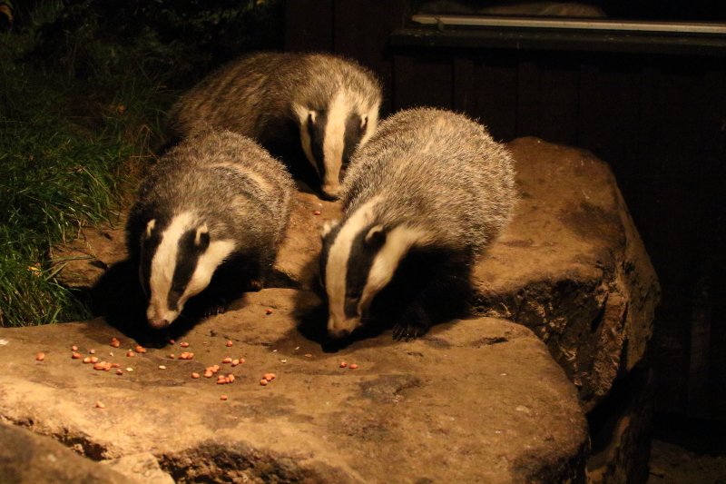 Badger Sightings tweet media