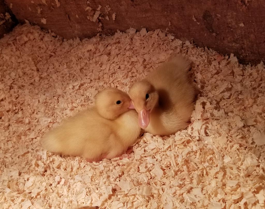 Tesla7Gaming's tweet photo. My #Ducks  have finally started laying eggs. Here they are only 4 months ago. https://t.co/6is2utQRQ7