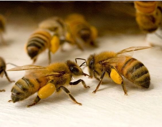 Risultati immagini per Ecological Armageddon' Warning Follows Dramatic Plunge in Insect Numbers