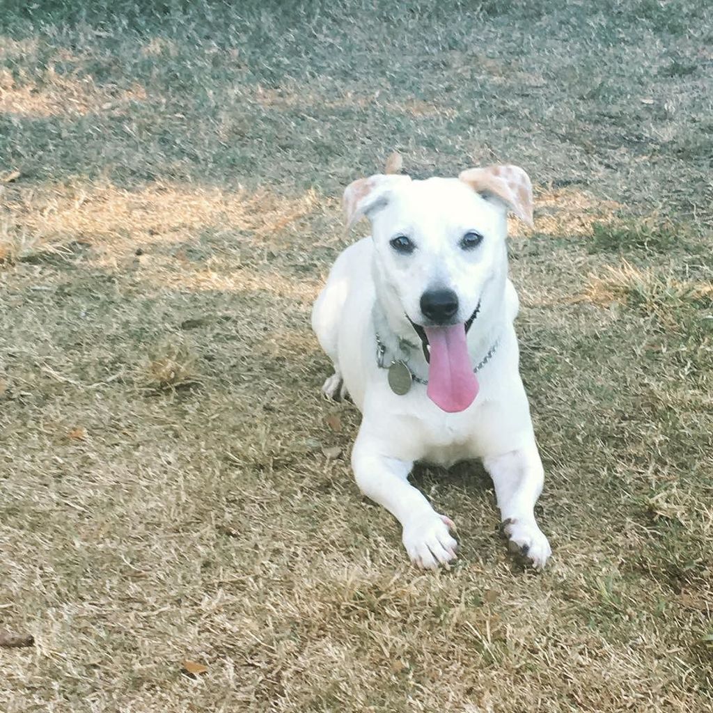 BrandonRuling's tweet image. Break time at the dog park. #dogsofinstagram #sundayfunday ift.tt/2y67NTI