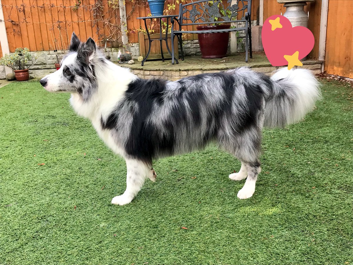 AliceeMarieee's tweet photo. Successful day! #doggrooming #kyrabelle #bordercollie #detania #blogger #goodday #bluemerle https://t.co/CMauAIIPBP