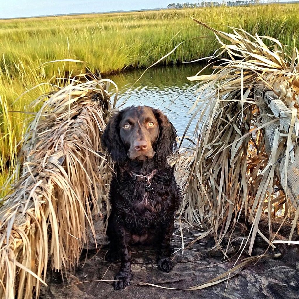 Royal Flush Boykin,
Field Proven,not field trial