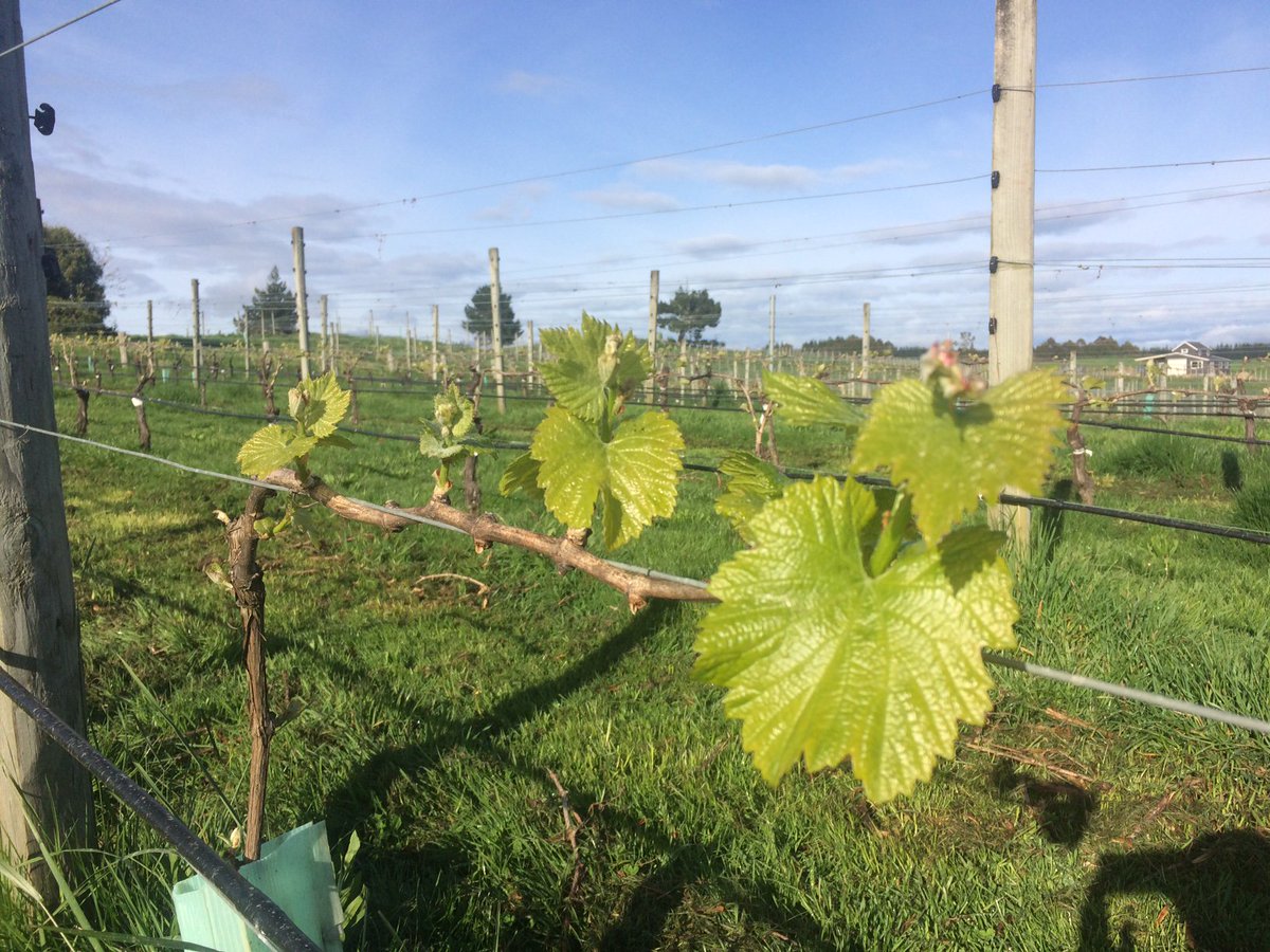 MahanaNZ's tweet photo. What a difference 2 weeks makes! From bud burst to full leaves. Getting excited for #vintage2018 https://t.co/vELGArUZN0