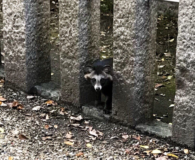 いくたまさん 生國魂神社 ファン On Twitter いくたまさんの境内に現れたタヌキちゃん けっこうモフっておられます いくたまさん 大阪 神社 Ikutama Shrine たぬき