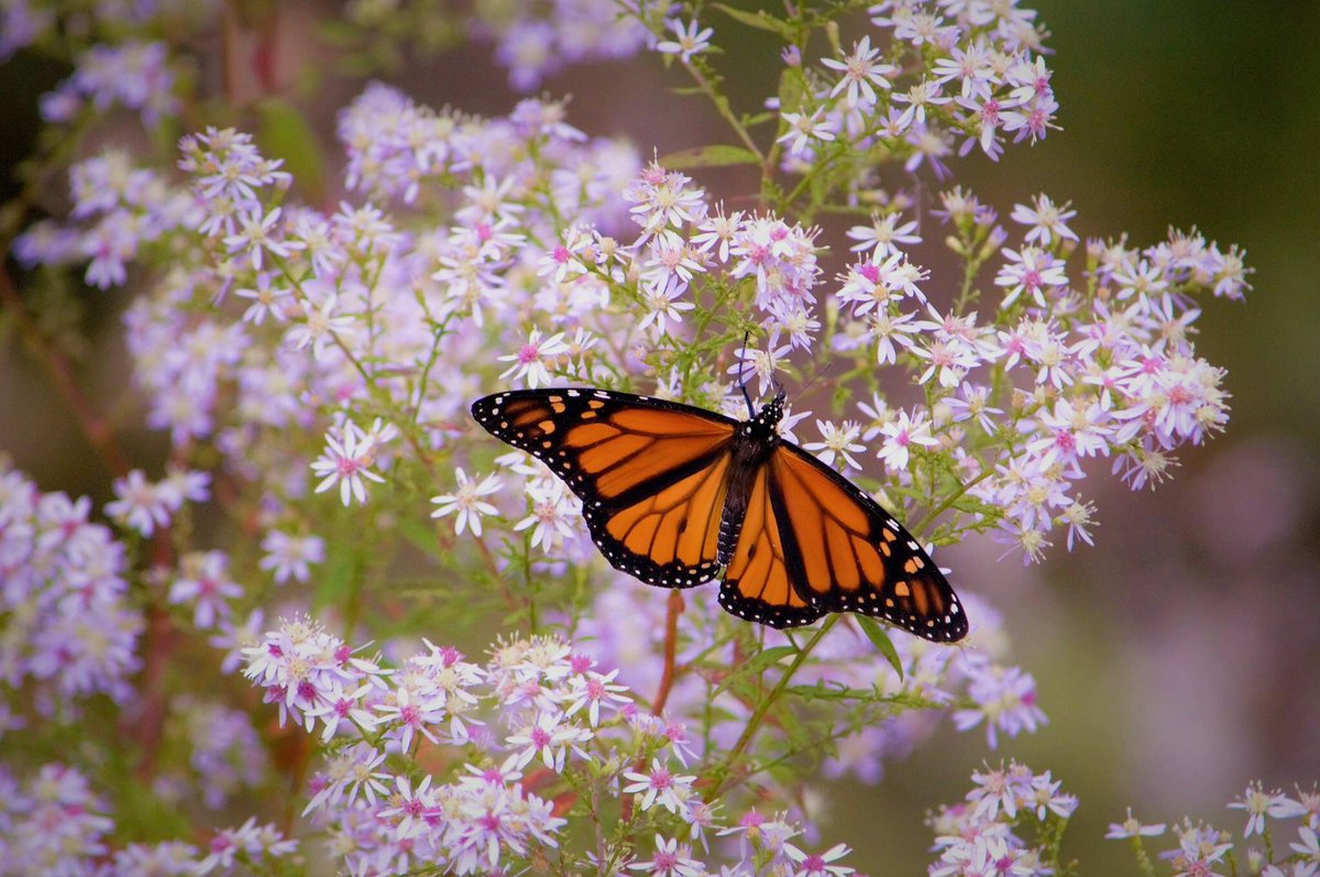 DeannesFlowers's tweet photo. #MonarchMigration in the #SmokieMountains @Monarch_minder @Mission_Monarch @MonarchFlyway @monarchwatch https://t.co/p7Ekspg9IJ