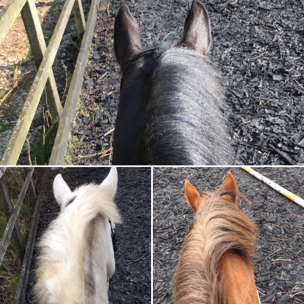 lucysherratt666's tweet photo. @HorseandRiderUK @HorseandRiderUK i have 3 ๐ #mustbemad #expensive #HorseHour #oneofeverycolour https://t.co/qq3FK3HWtc