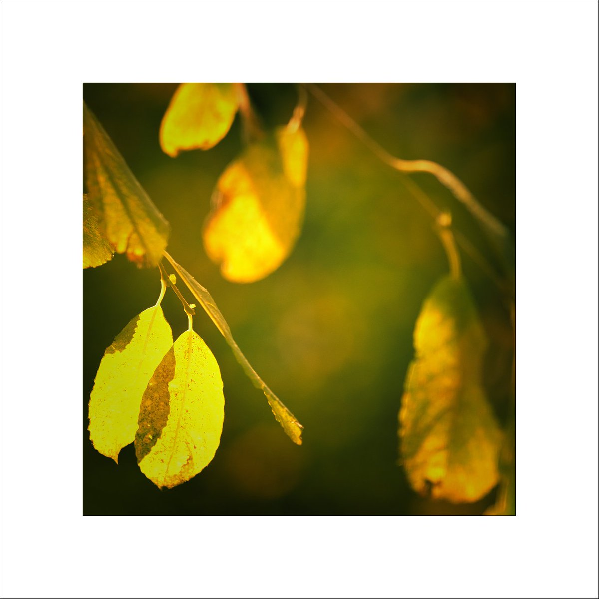 ElkeEpp's tweet photo. "Gold and Green", 
Title nicked from @KarlMPhoto 🙃
My entry for #sharemondays https://t.co/zmsBHU5N8n