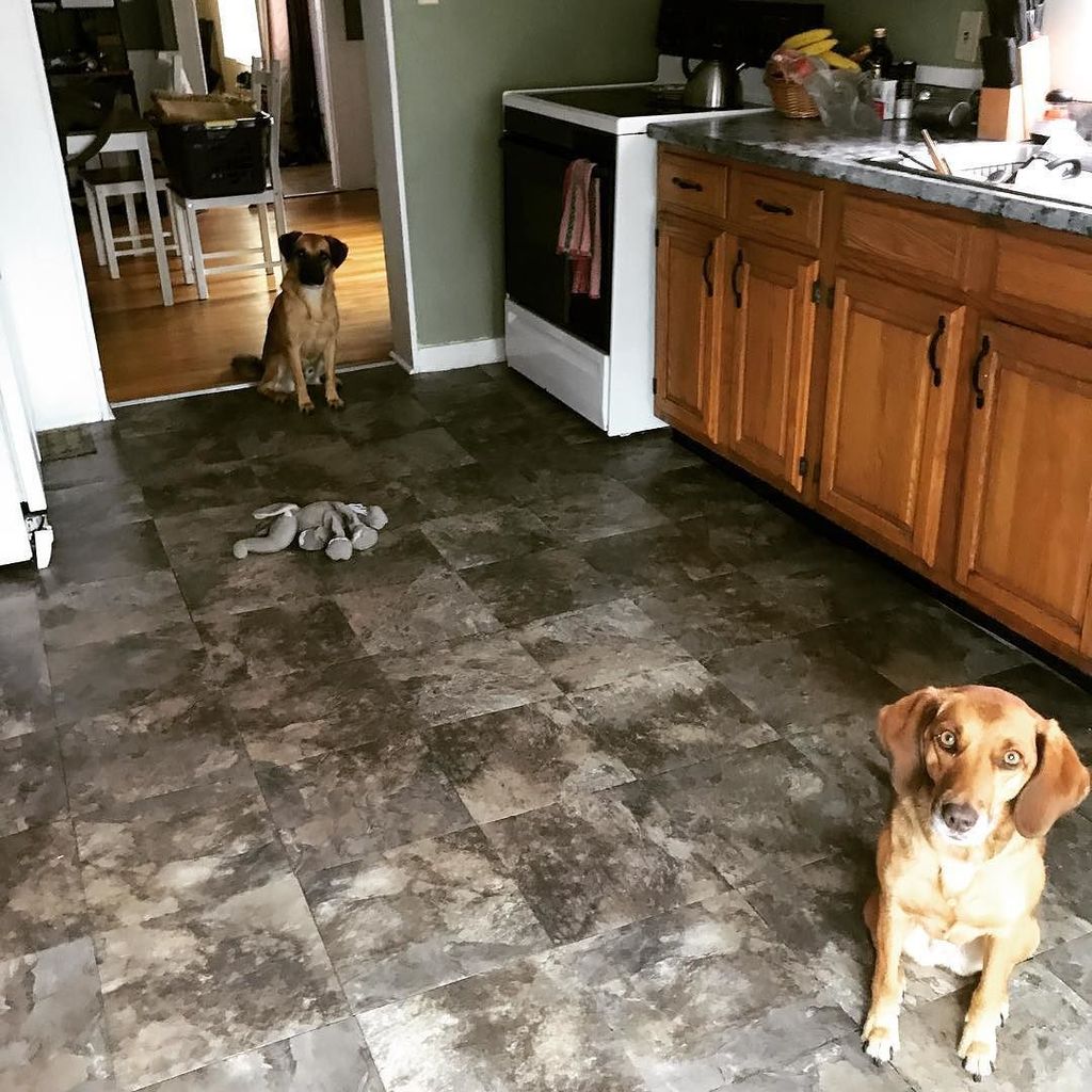 mgillespie530's tweet photo. Sometimes I feel as though I'm being watched. #rescuedogsofinstagram #hounddogsrule https://t.co/zqIoAchPQq