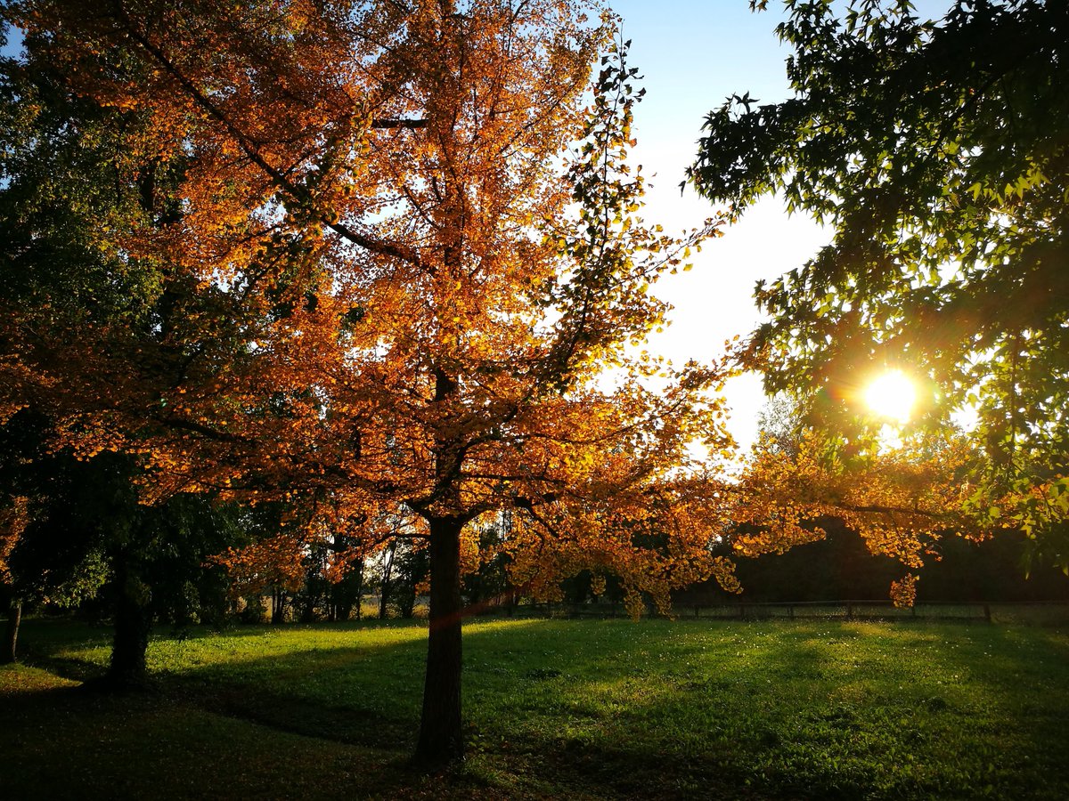 eventicuriosita's tweet photo. Foliage in Villa Guidini a Zero Branco. Adoro passeggiare immersa nei colori autunnali #foliage #autunno #veneto 👉https://t.co/RhM8KUe2WG https://t.co/eb5RhtAfUO