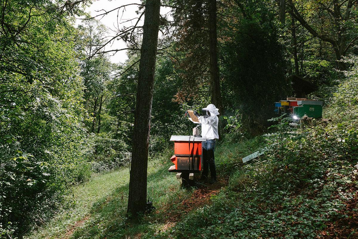 newscientist's tweet image. Neonicotinoid pesticides found in honey from every continent bit.ly/2wH2TuB