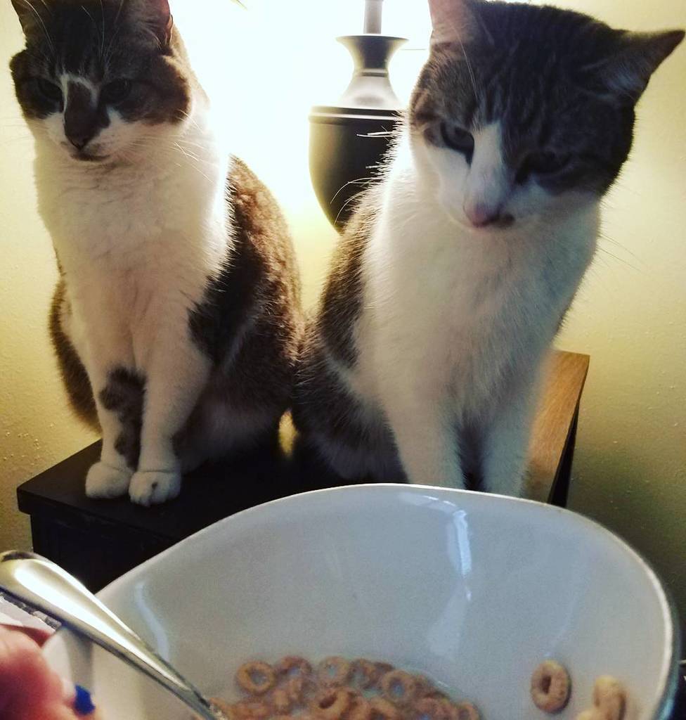 katyb_spencer's tweet image. My breakfast companions who stalked the cereal bowl. 💛😼 #collaborateandconquer #sheltercats ift.tt/2g7E7Rs