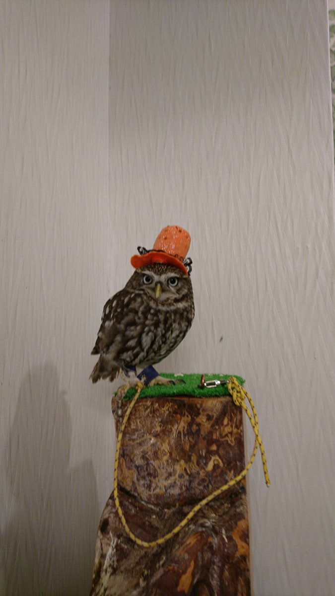 現代ビジネスの フクロウカフェ の残酷すぎる実態という記事に対しての賛否両論 Togetter 現代ビジネスの フクロウカフェ の残酷すぎる実態という記事に対しての賛否両論 Togetter
