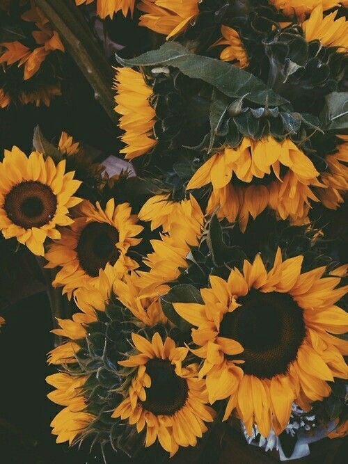 anthophiIe's tweet photo. first 🌻💛 https://t.co/ptfkK6ww8z