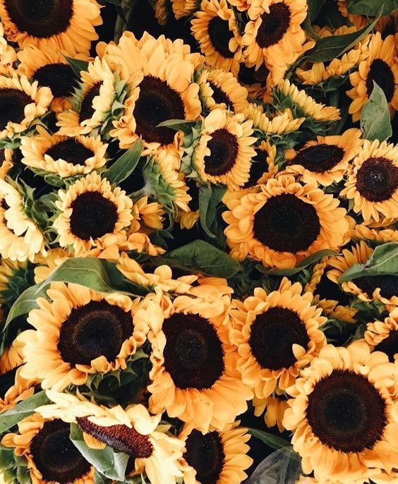 anthophiIe's tweet photo. first 🌻💛 https://t.co/ptfkK6ww8z