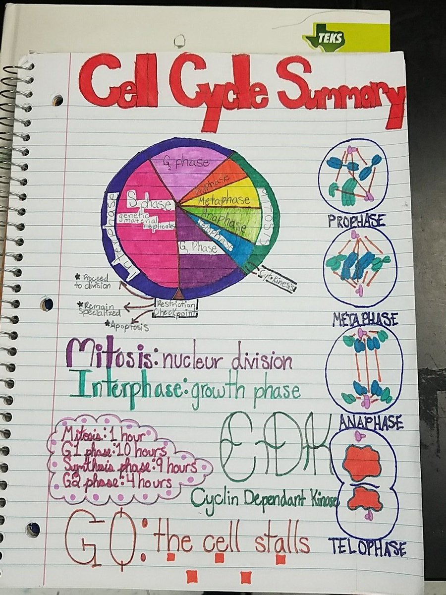 hgarrett1114's tweet photo. A couple example of my amazing students Summary Note assignment!! #sulprhs #sulsprisd #studentwork #cellcyle #mitosis https://t.co/isVIIFfW3l