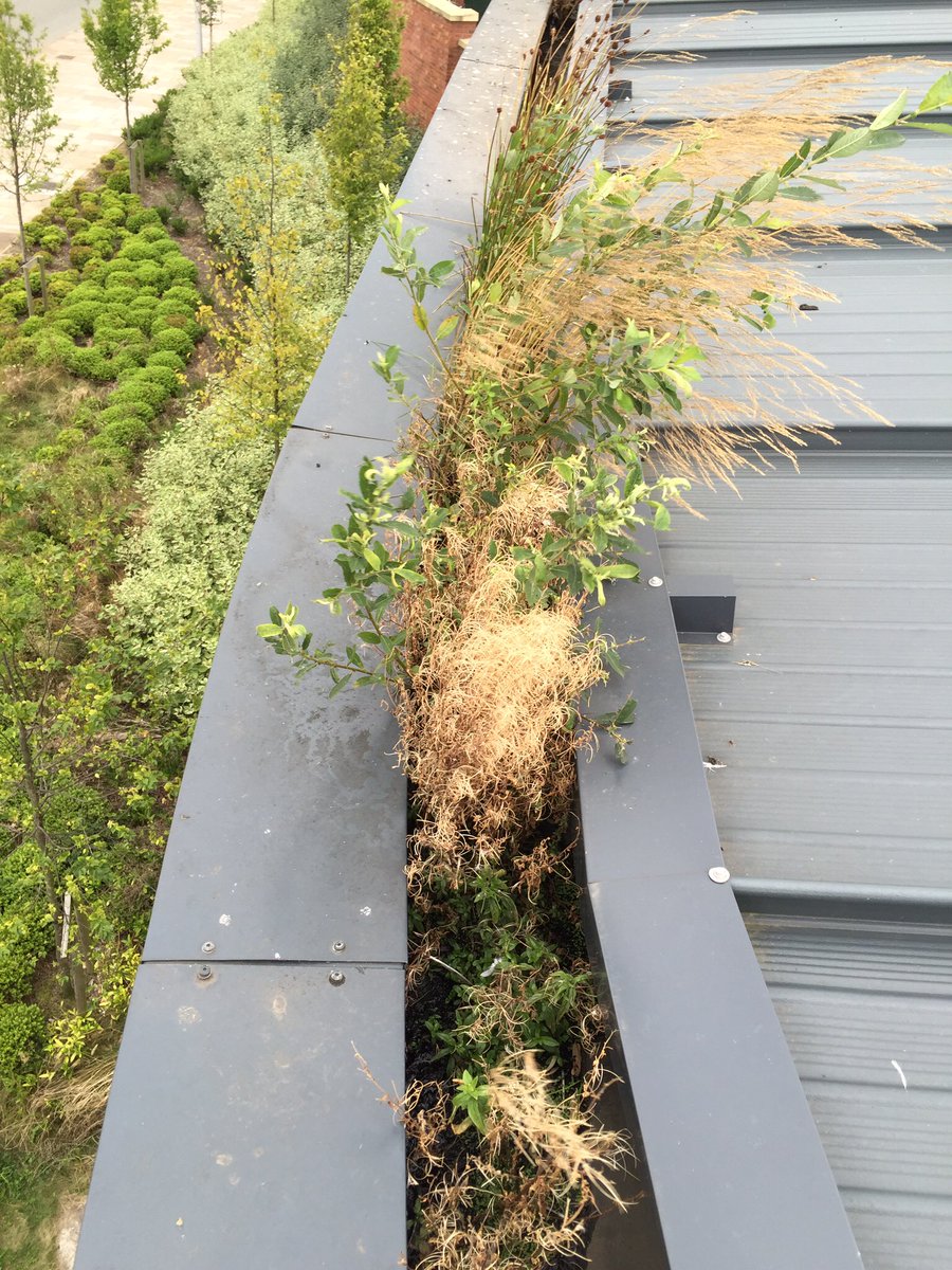 wizard_window's tweet photo. #cleangutters #wizard_window https://t.co/fLg4VOq3a6