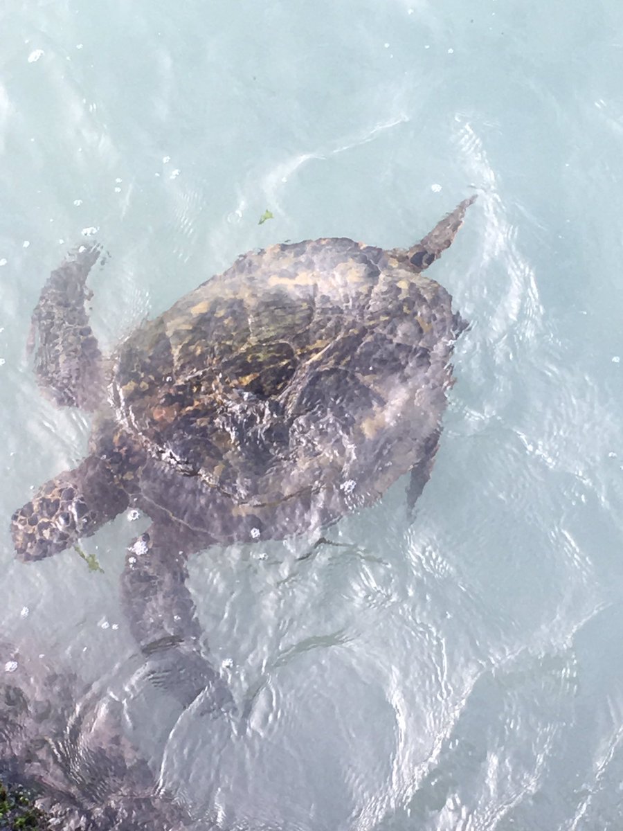 Trailqueen6's tweet photo. Awesome turtle sighting at the swim today https://t.co/3yYiJJQnAf