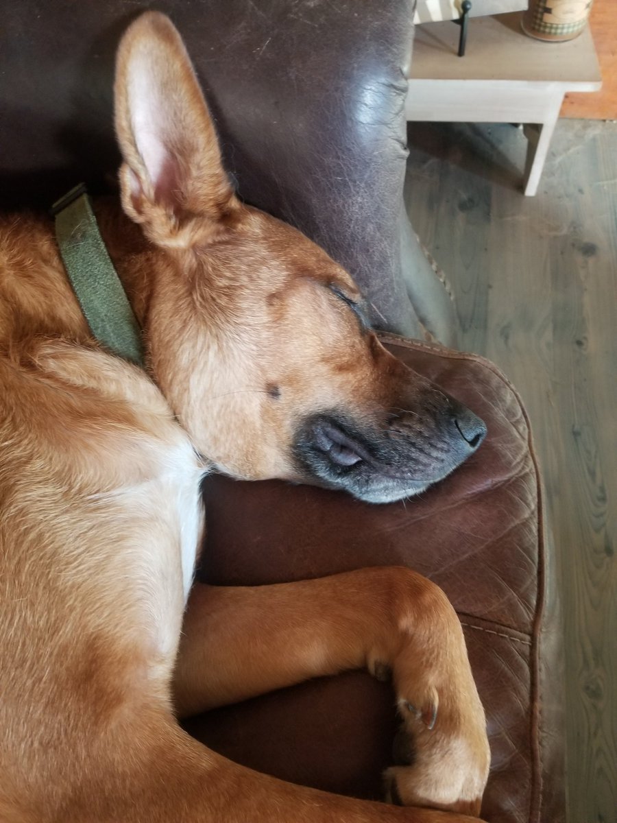 trottersrule96's tweet photo. A dog's life! #lookatthoseears #ColumbusDay @MeatWeaveRacing https://t.co/yl3oBK5LVD