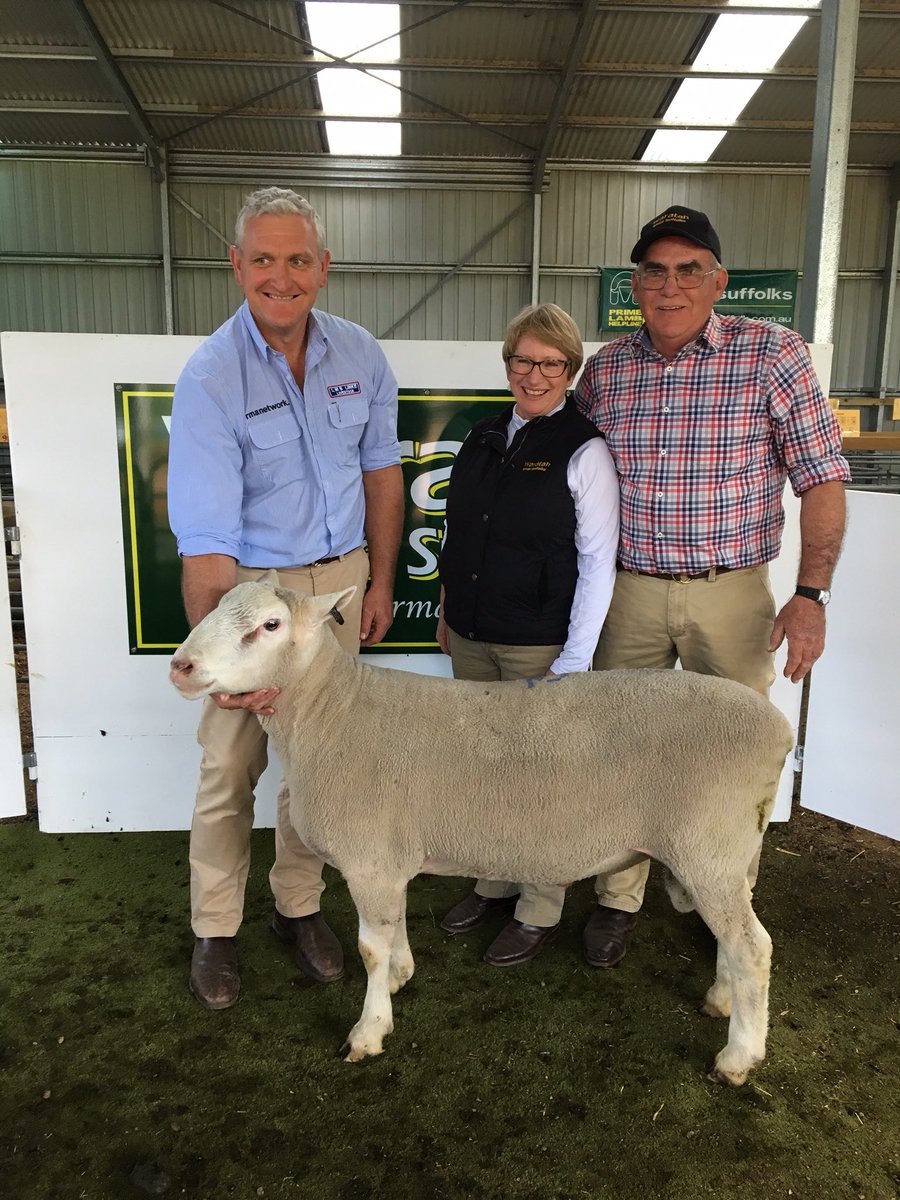 Very successful sale for Waratah White Suffolks with top priced ram of $12,000