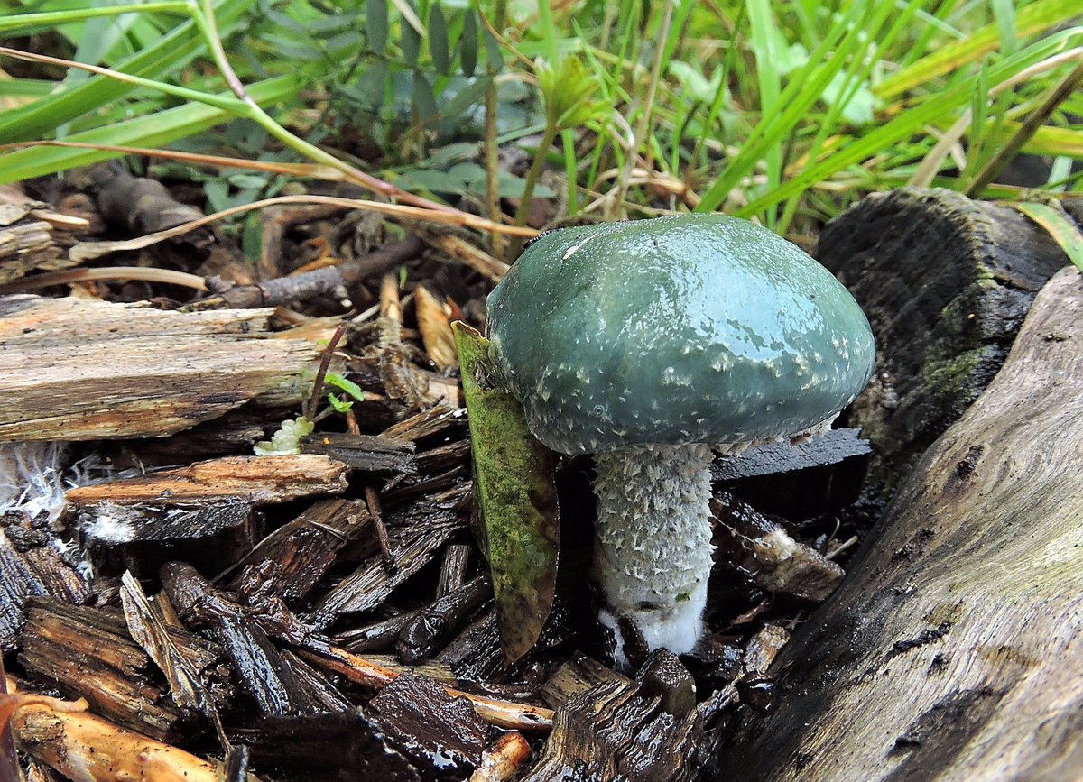 janparie's tweet photo. @waarneming @stadsnatuur @010stadsecoloog @Groen010 Echte kopergroenzwam(Stropharia aeruginosa)10 st. Couwenburg #Vredestuin #Rotterdam https://t.co/SuvdSWs123