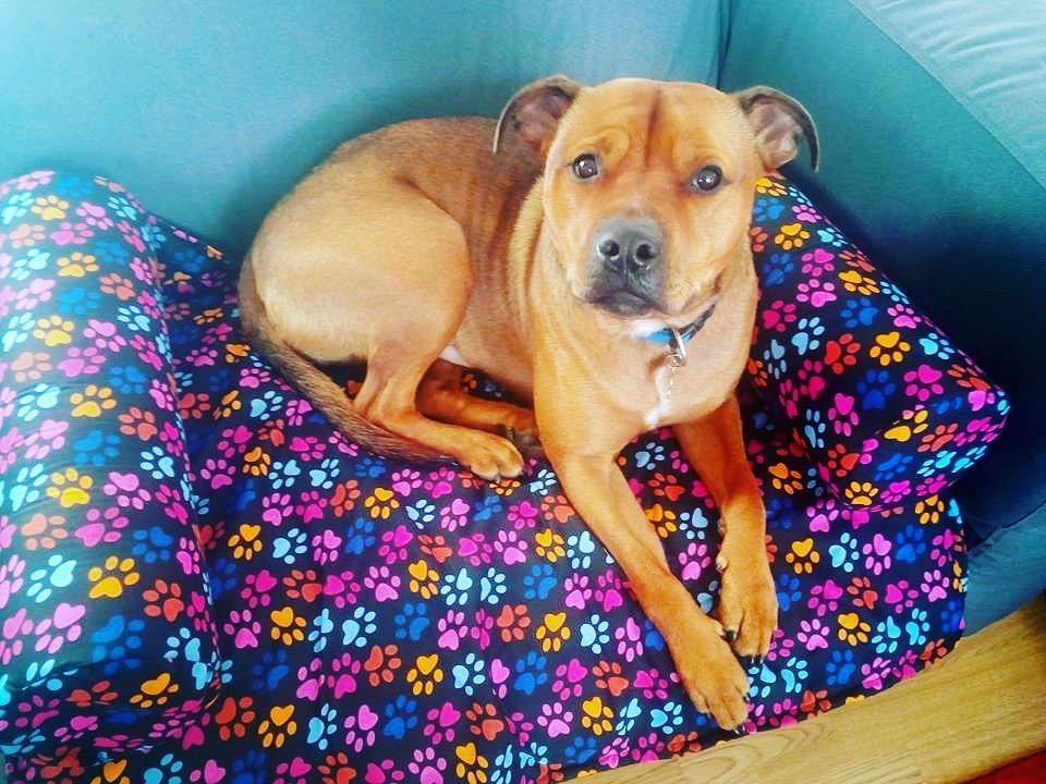 FrankandJellys's tweet photo. This isn't just a sofa seat for dogs, it's a throne for your four legged friend! #dog #dogseat #sofaseat #thedogss… https://t.co/gR49T6ohNr https://t.co/du8j8WwCUo