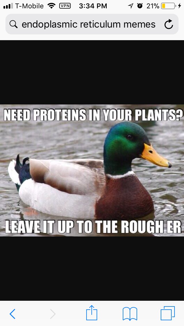 EndoplasmicRe15's tweet photo. @allshookupbybio #organellewarsolu https://t.co/sw3BGqVT7a