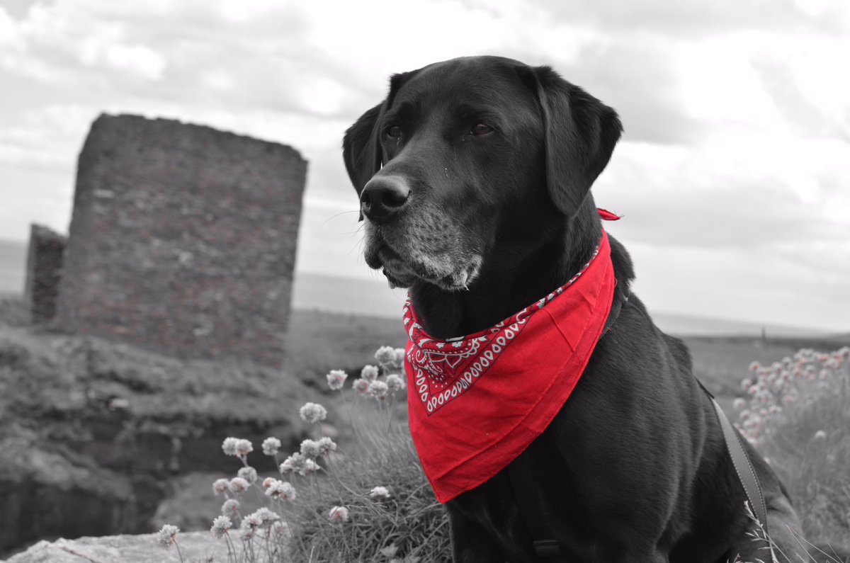 tyrabobo's tweet photo. #LakesPetCompetition @LakesPet my dog Vinnie in Wick, Scotland. https://t.co/0BoaMm6k2H