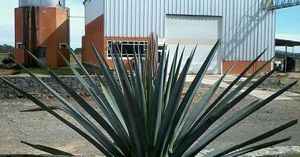 ElConsueloTQ's tweet photo. We're making more El Consuelo!  Salud! Just Pinned to El Consuelo Tequila on Instagram: https://t.co/l6wTokwPcG https://t.co/vtCQriMj08