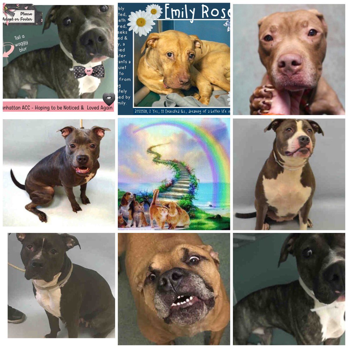 ChaseAndCutie's tweet photo. Enlarge. All #Murdered! #Killed! No one came! We failed you! #ImSorry #Heartbreaking #NoOneCame #FailedByHumans #Why #Sad #RIP #YouMattered https://t.co/9Zo4ChF3D2