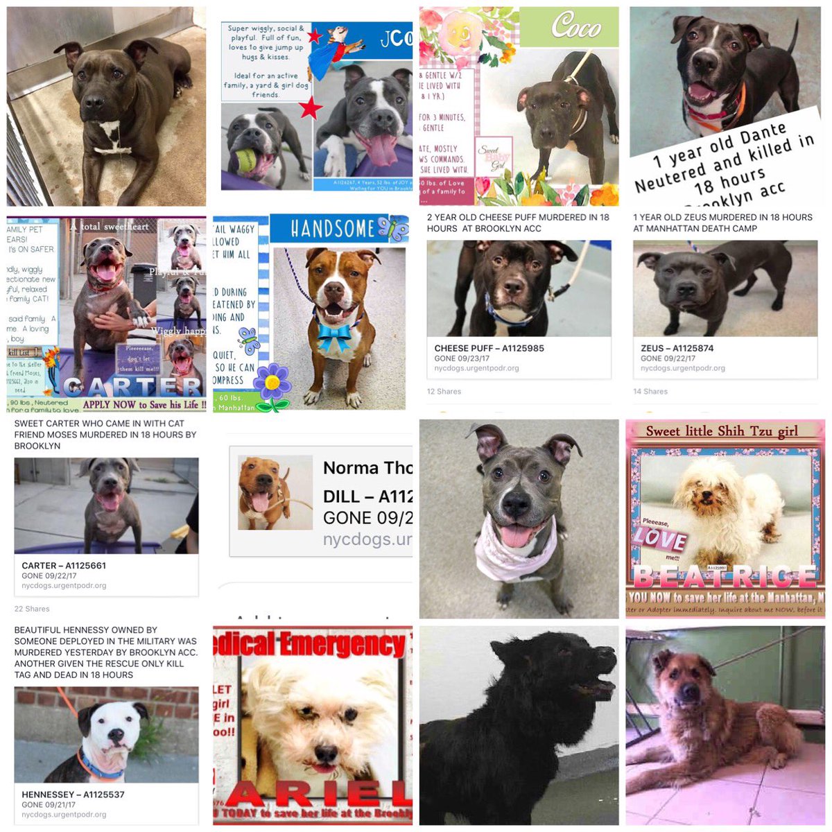 ChaseAndCutie's tweet photo. Enlarge. All #Murdered! #Killed! No one came! We failed you! #ImSorry #Heartbreaking #NoOneCame #FailedByHumans #Why #Sad #RIP #YouMattered https://t.co/MlYIDm4gxq