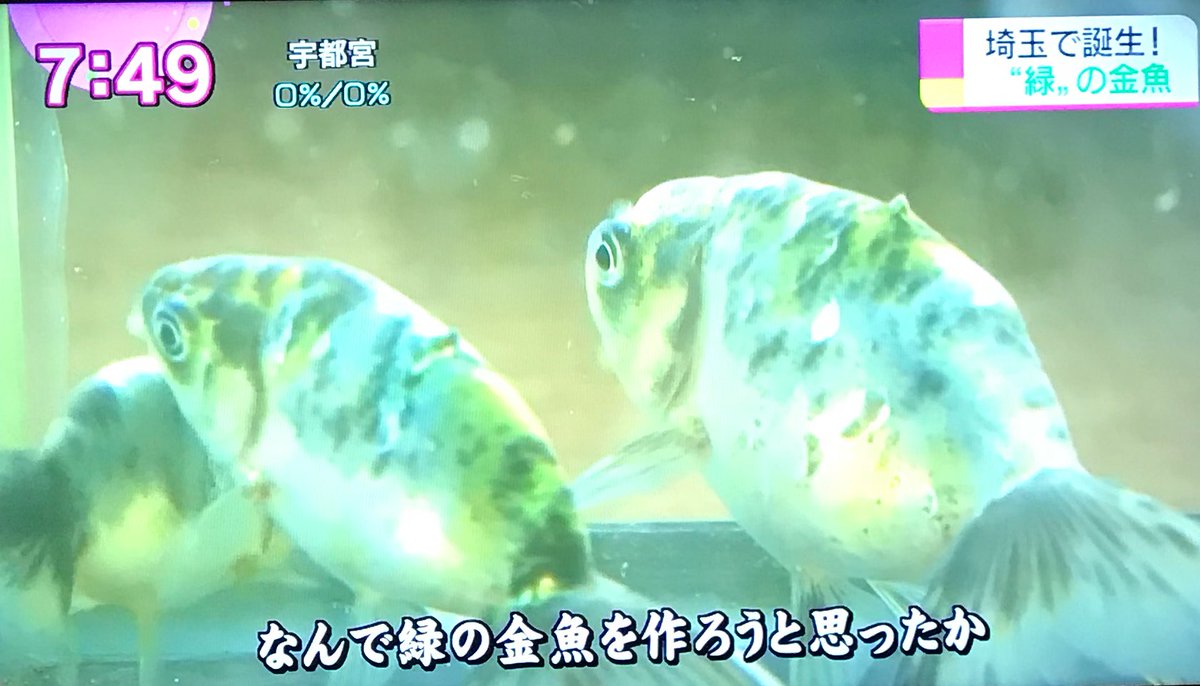 緑色の金魚 はるやどる 97歳の 金魚仙人 が40年かけついに誕生 おはよう日本 Togetter 緑色の金魚 はるやどる 97歳の 金魚仙人 が40年かけついに誕生 おはよう日本 Togetter