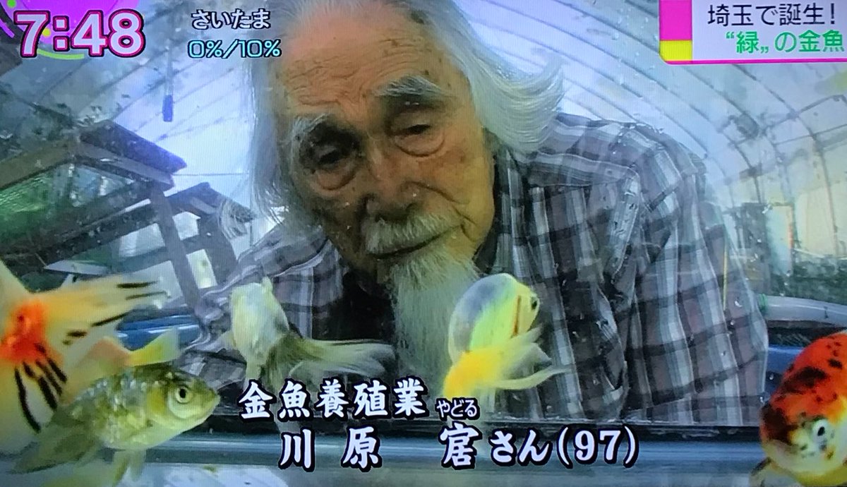緑色の金魚 はるやどる 97歳の 金魚仙人 が40年かけついに誕生 おはよう日本 Togetter 緑色の金魚 はるやどる 97歳の 金魚仙人 が40年かけついに誕生 おはよう日本 Togetter