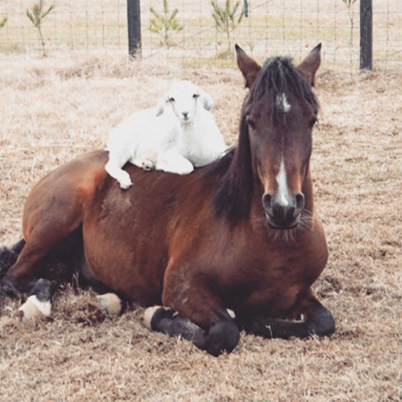 What's better than a Horse? How about a horse with a goat on top of him!
