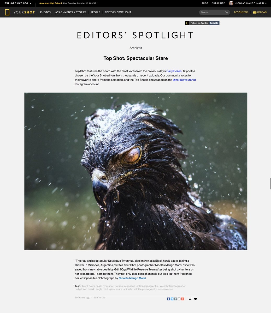 mangonicolas's tweet image. “SPECTACULAR STARE” National Geographic just shared my latest picture of a #Spizaetus #Tyrannus taken @ GüiráOga Wildlife Shelter #Argentina