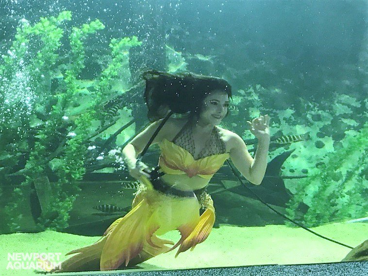 NewportAquarium's tweet photo. Mermaid Coral reminds guests to stop using single-use plastic items. β» How are you going plastic free? #SaveTheMermaidsChallenge https://t.co/MYsyIqXhMG