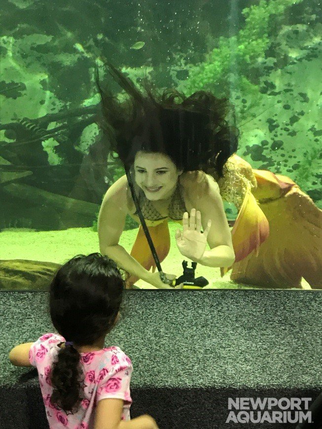 NewportAquarium's tweet photo. Mermaid Coral reminds guests to stop using single-use plastic items. β» How are you going plastic free? #SaveTheMermaidsChallenge https://t.co/MYsyIqXhMG