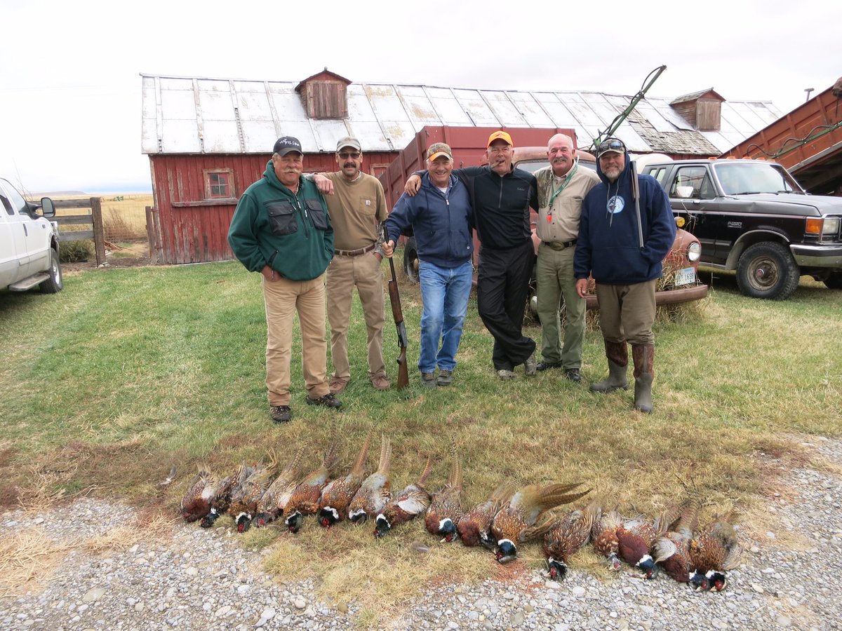 Great weekend pounding the Montana countryside for the wily pheasant #success #labs