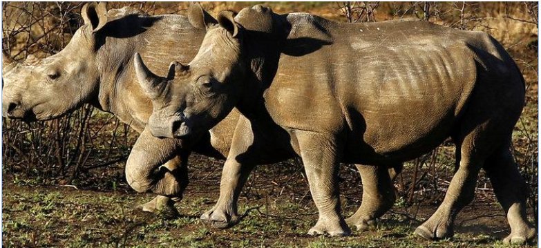 fightforrhinos's tweet photo. South Africa to restock Chads #rhinos https://t.co/dVHf1WTdgJ https://t.co/MyEMF1X5Kb