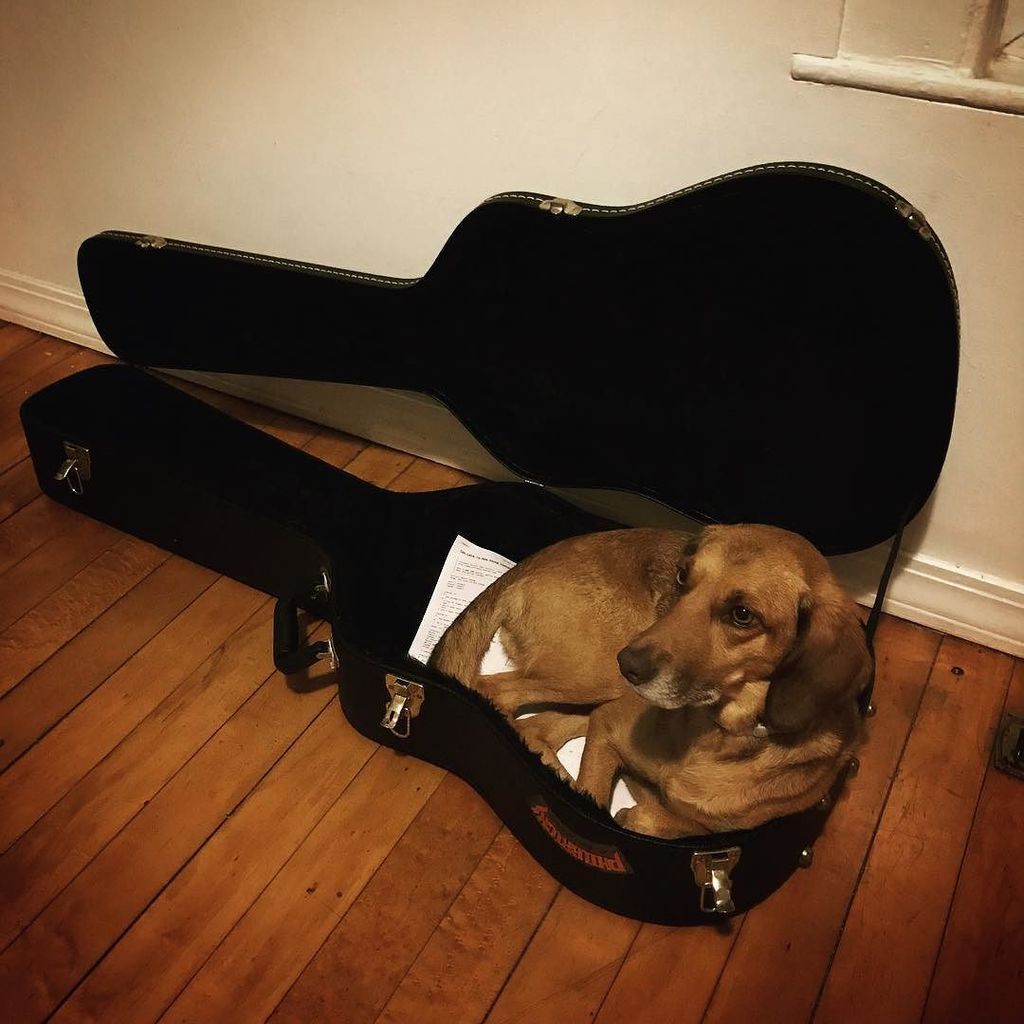 mgillespie530's tweet photo. Tulah' love for @fishsticknh keeps on growing. #musicdog https://t.co/60DXLd1GAQ
