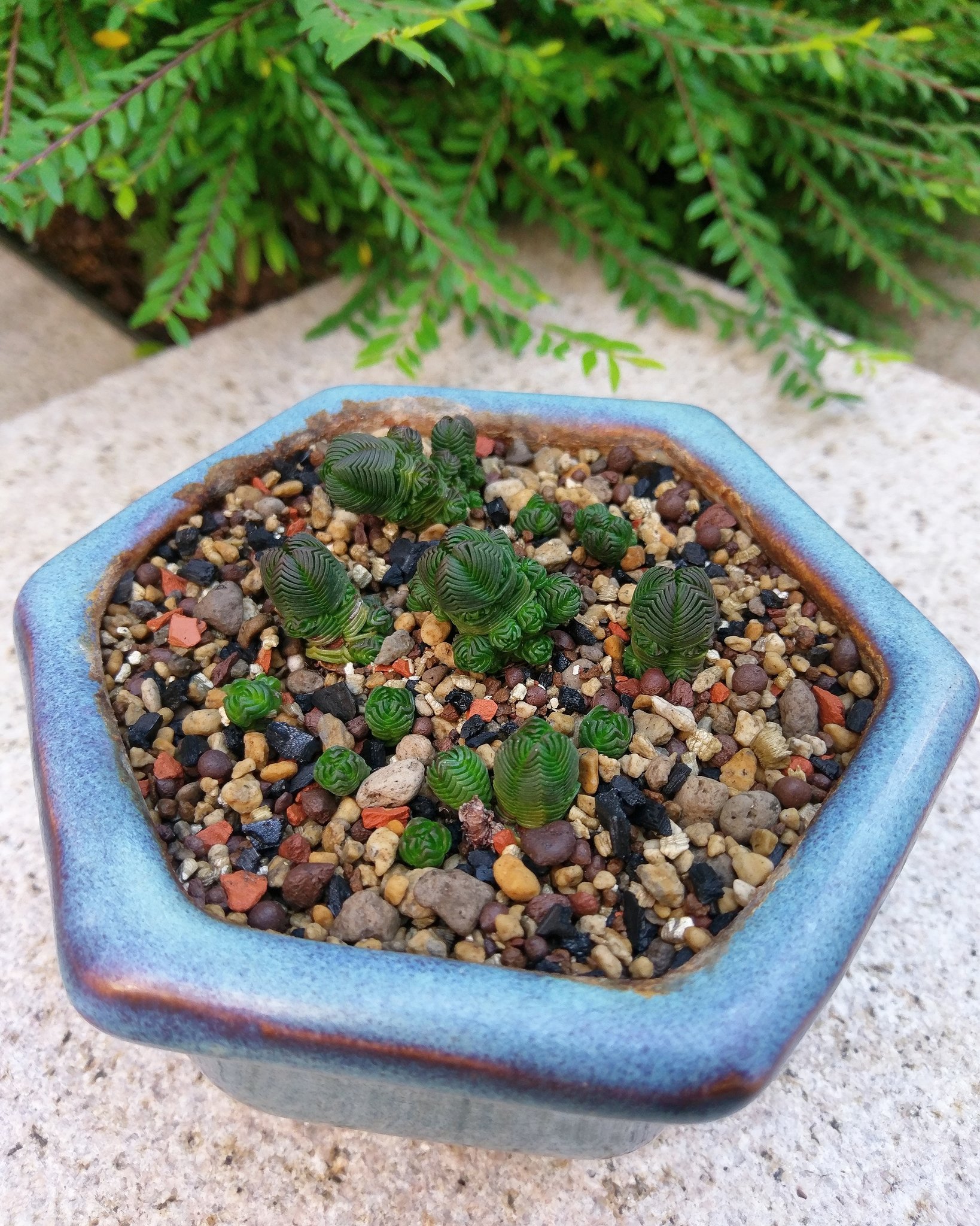 Anthony Lichieh Chen على تويتر Delicate Little Creatures 精緻的小生命們 達摩塔 多肉植物 療癒 台灣 Cactus Plants Green Garden Plantlife Taiwan 緑塔 多肉 植物 緑 ガーデニング 庭