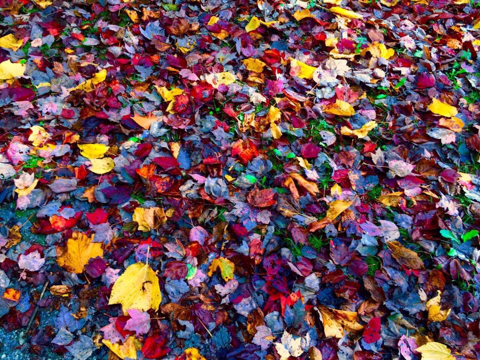 flutefox's tweet photo. I love them because I don't have to rake them #ThanksgivingCanada #fall #fallfoliage #fallcolours #leaves #leafyforest #autumn https://t.co/ATDeapLCvD